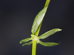 Galium matthewsii