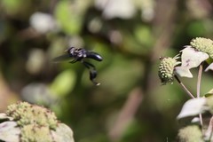 Trichopoda lanipes
