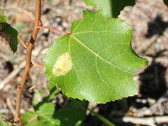 Phyllonorycter sagitella