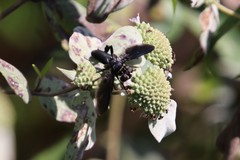 Trichopoda lanipes
