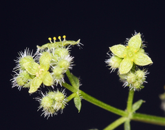 Galium matthewsii
