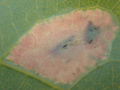 Phyllonorycter sagitella