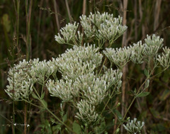 Eupatorium rotundifolium
