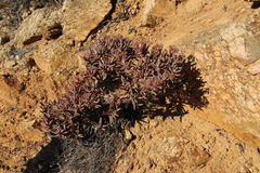 Crassula macowaniana