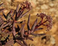 Crassula macowaniana