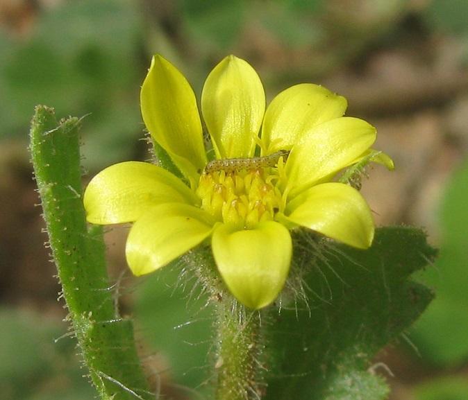 Stinkweed Boneseed