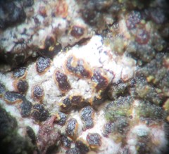 Arthonia subdispuncta