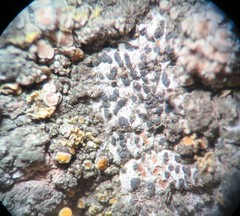 Arthonia subdispuncta