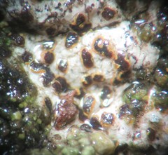 Arthonia subdispuncta