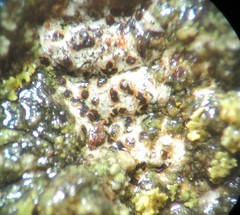 Arthonia subdispuncta