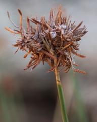 Cyperus marginatus
