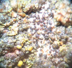 Arthonia subdispuncta