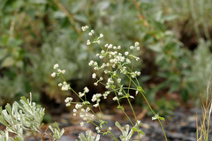 Galium multiflorum