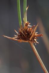 Cyperus marginatus