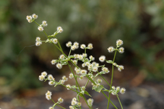 Galium multiflorum