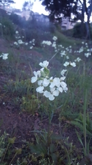 Erysimum franciscanum