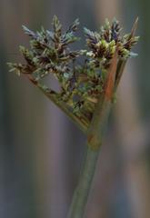 Cyperus marginatus