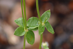 Galium multiflorum