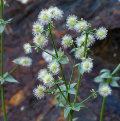 Galium multiflorum