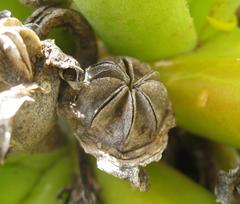 Glottiphyllum regium