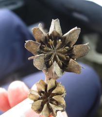 Glottiphyllum regium