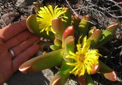 Glottiphyllum regium