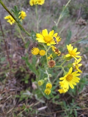 Jacobaea grandidentata
