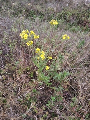 Jacobaea grandidentata
