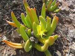 Glottiphyllum regium