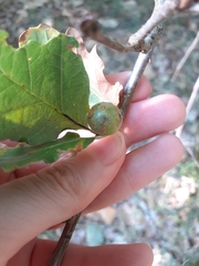 Andricus infectorius