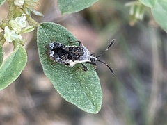 Meropachyinae