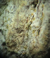 Arthonia subdispuncta