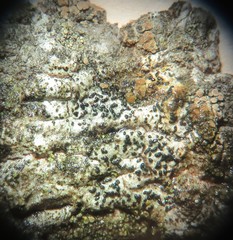 Arthonia subdispuncta