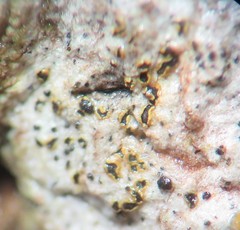 Arthonia subdispuncta