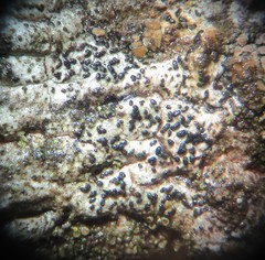 Arthonia subdispuncta