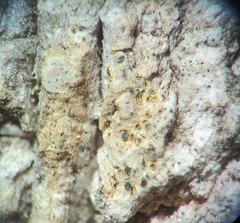 Arthonia subdispuncta