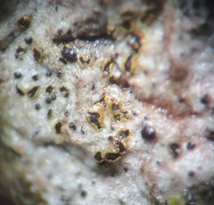 Arthonia subdispuncta