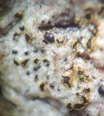 Arthonia subdispuncta