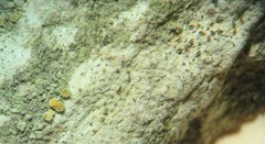 Arthonia subdispuncta