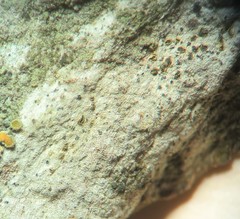 Arthonia subdispuncta