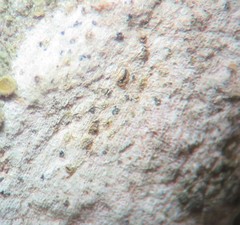 Arthonia subdispuncta