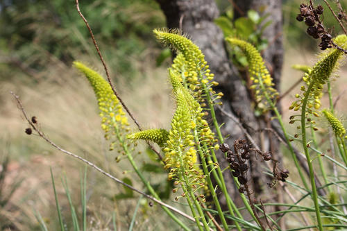 Bulbine angustifolia