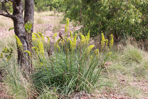 Bulbine angustifolia