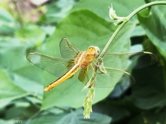 Crocothemis servilia