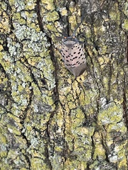 Lycorma delicatula