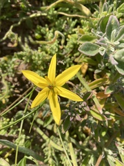 Pauridia linearis