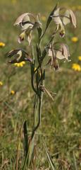 Gladiolus orchidiflorus