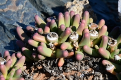Argyroderma fissum