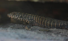 Matobosaurus validus