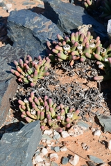 Argyroderma fissum